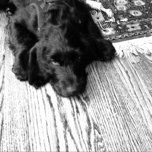 Meet your Posher, Meron